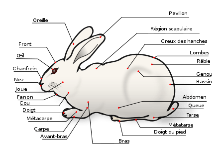 description lapin domestique
