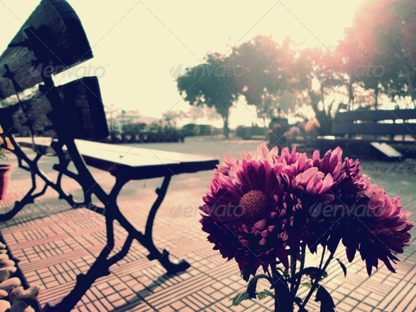 A flower beside an empty bench
